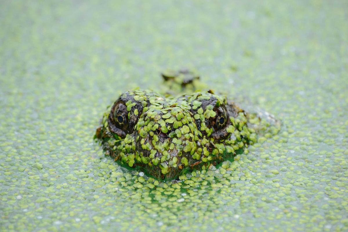 1 Acre Farmhouse near New Delhi